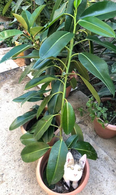Kauçuk ağacı (Ficus elastica) – iri, parlaq tünd-yaşıl yarpaqlı — Bakı