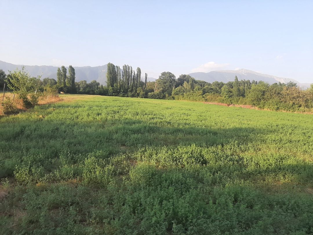 155 sot torpaq sahəsi, Ismayıllı r — Torpaq, İsmayıllı (2)
