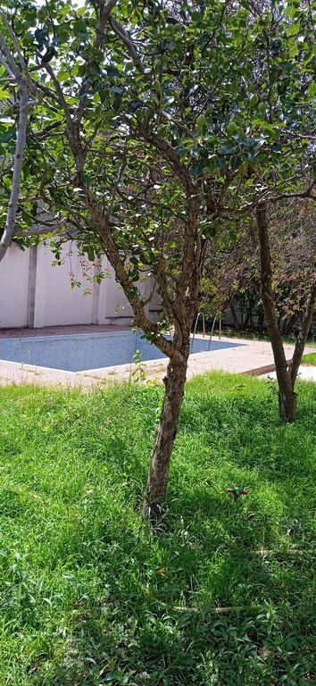 Satılır 5 otaqlı həyət evi/bağ evi 258 m² — Ev, villa, Bakı (7)