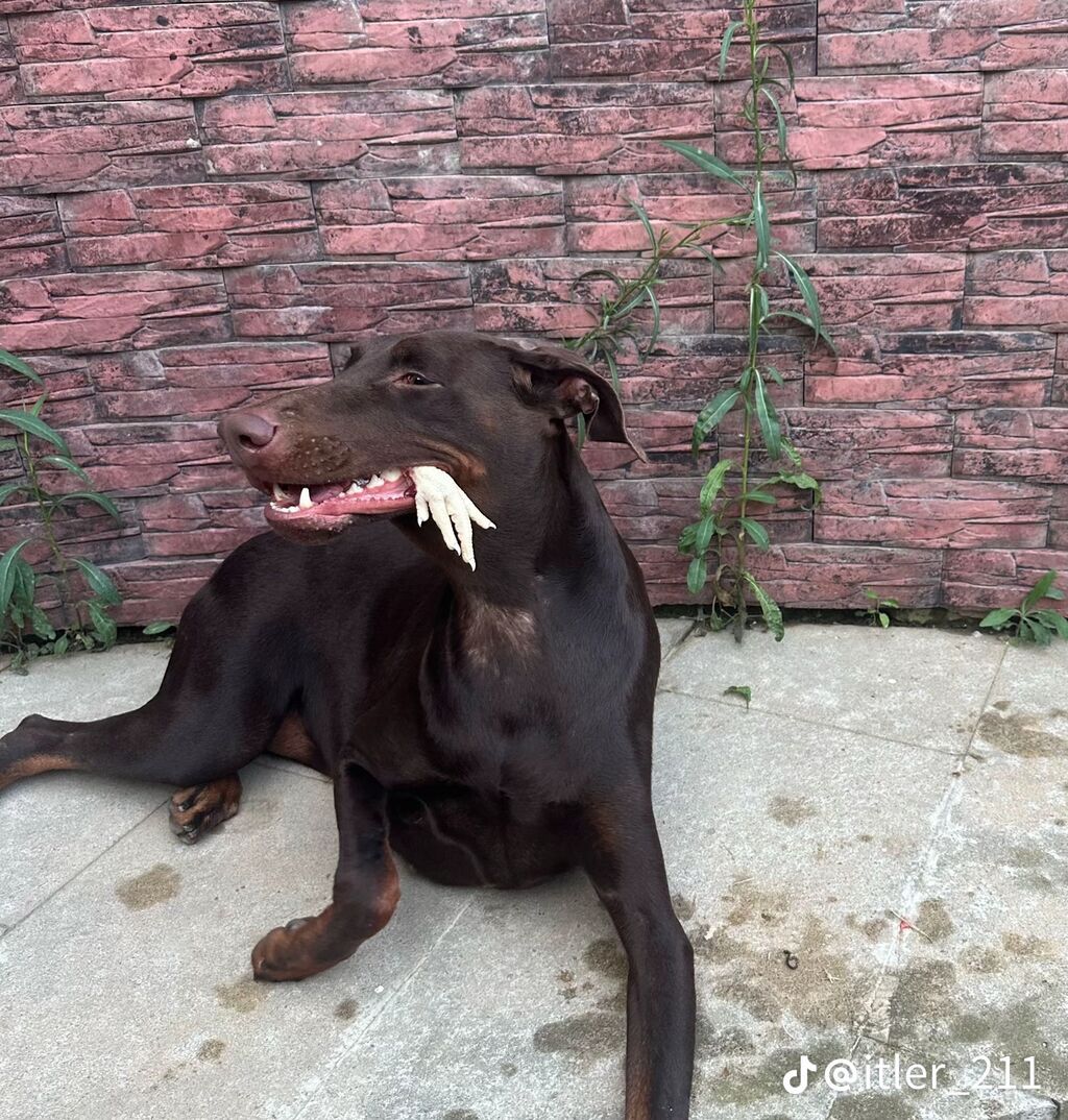 Doberman — Köpəklər, Bakı (3)
