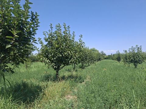 Kənd təsərrüfatı — Göyçay