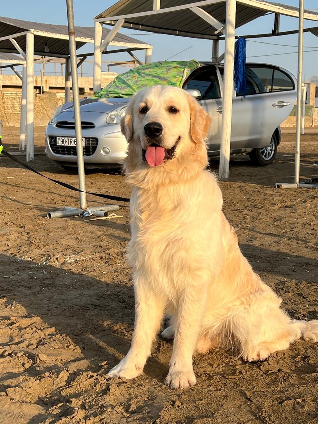 Labrador-retriver, 5 il, Erkək — Köpəklər, Digah (3)