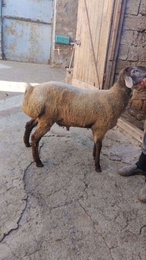 Tam sağlam 7-8 aylıq quzu satılır. Sırf təbii arpa və otla beslenib — Bakı