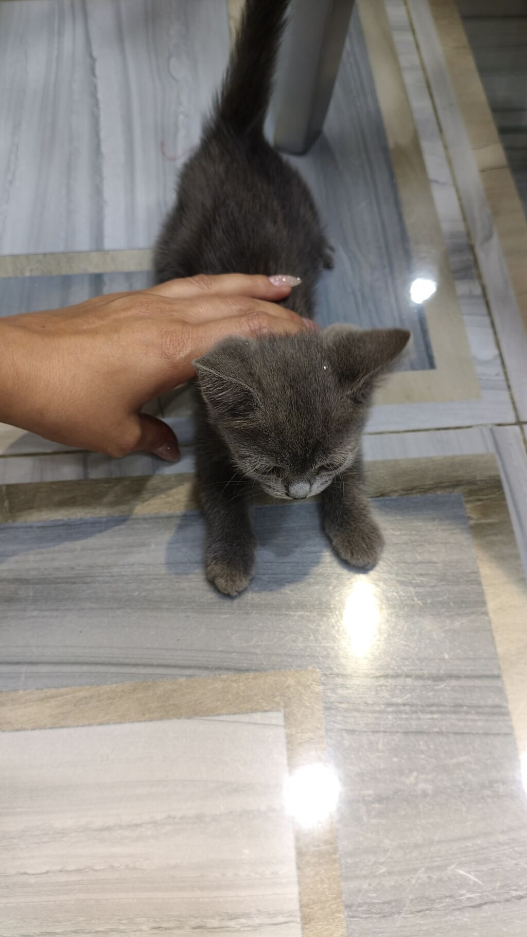 Britan, Dişi, Yaxşı əllərə, Ödənişli çatdırılma — Pişiklər, Xırdalan (2)