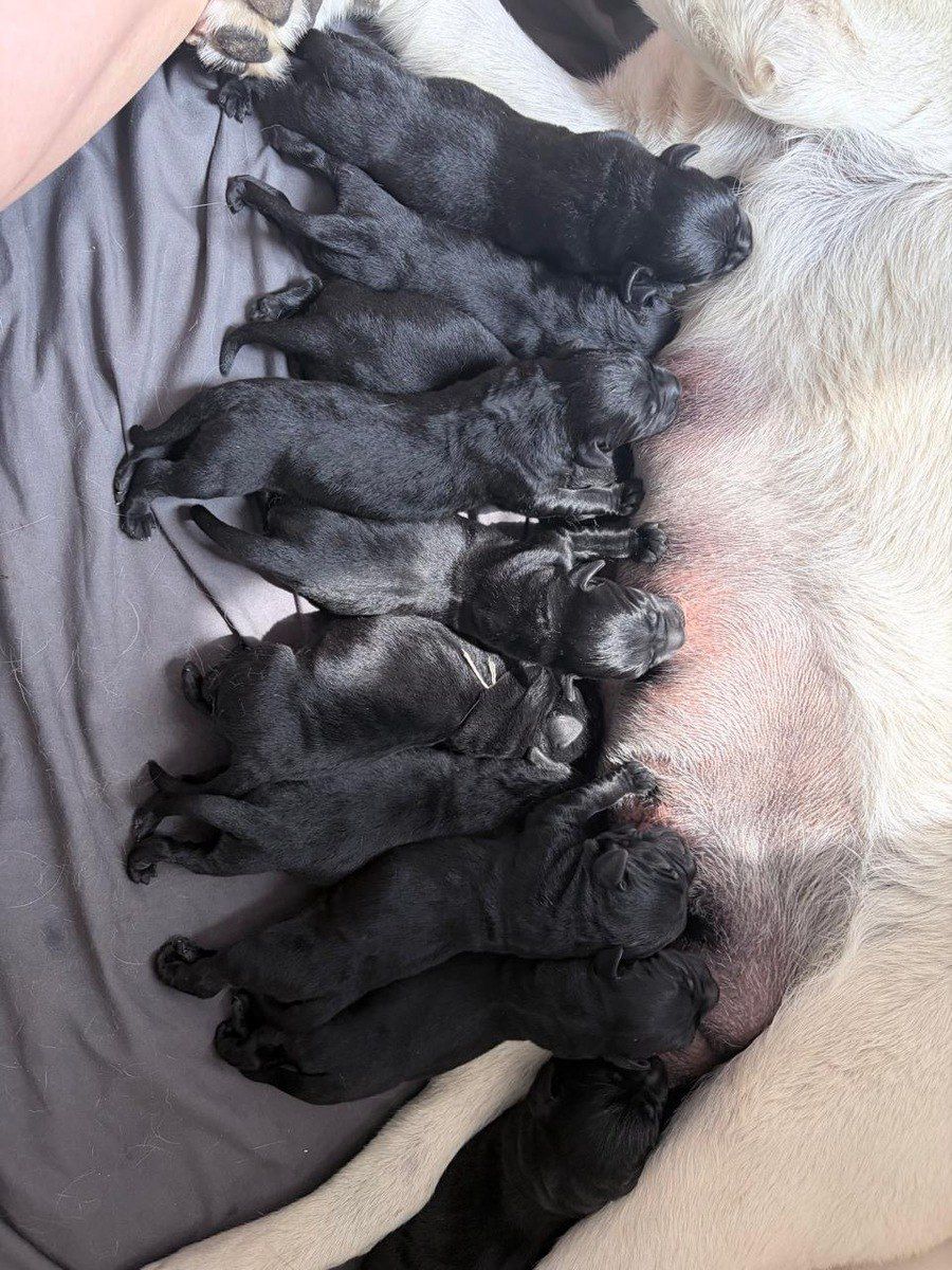 Labrador Retriver balaları — Köpəklər, Bakı (5)