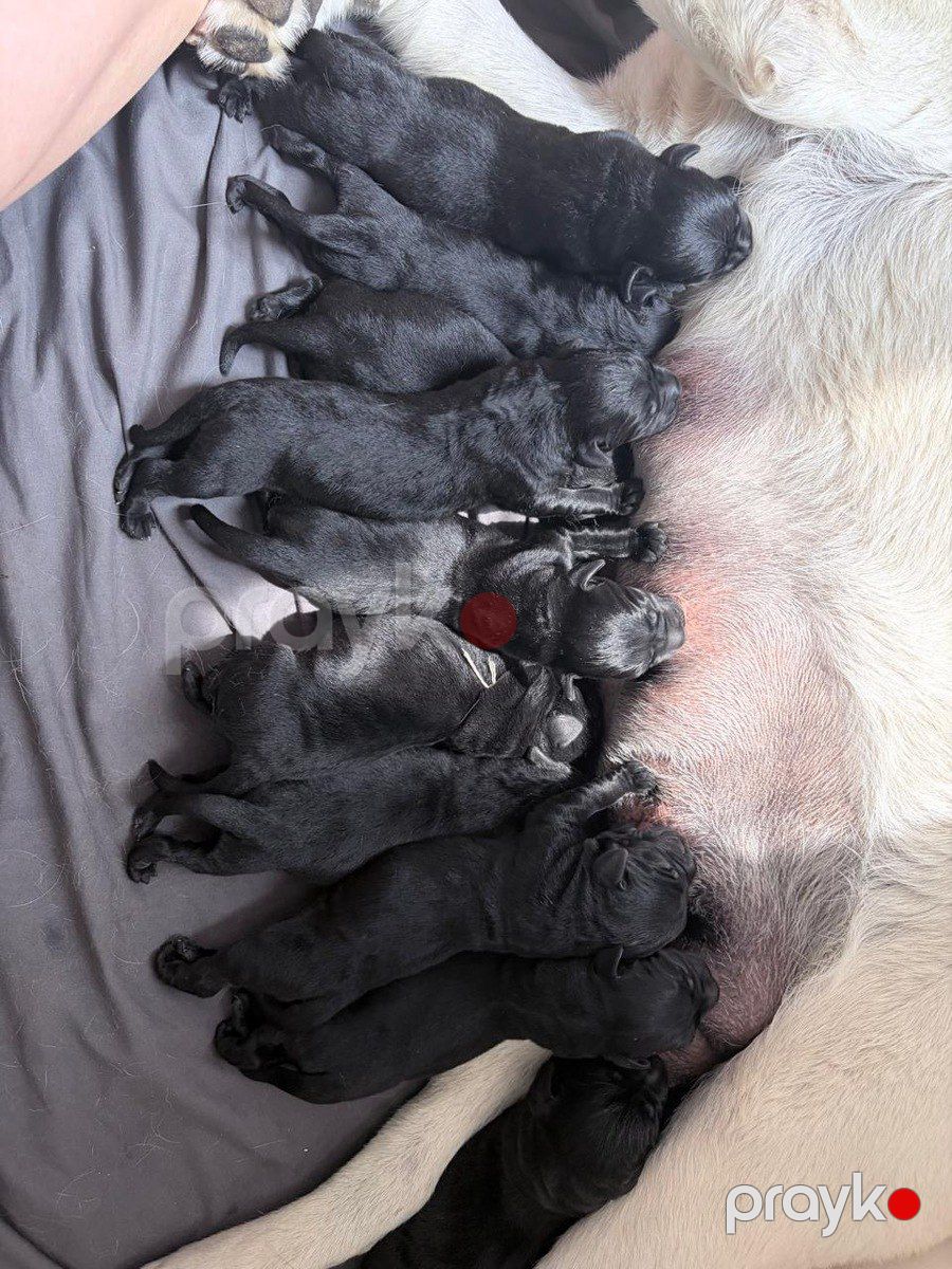 Labrador Retriver balaları — Köpəklər, Bakı (5)
