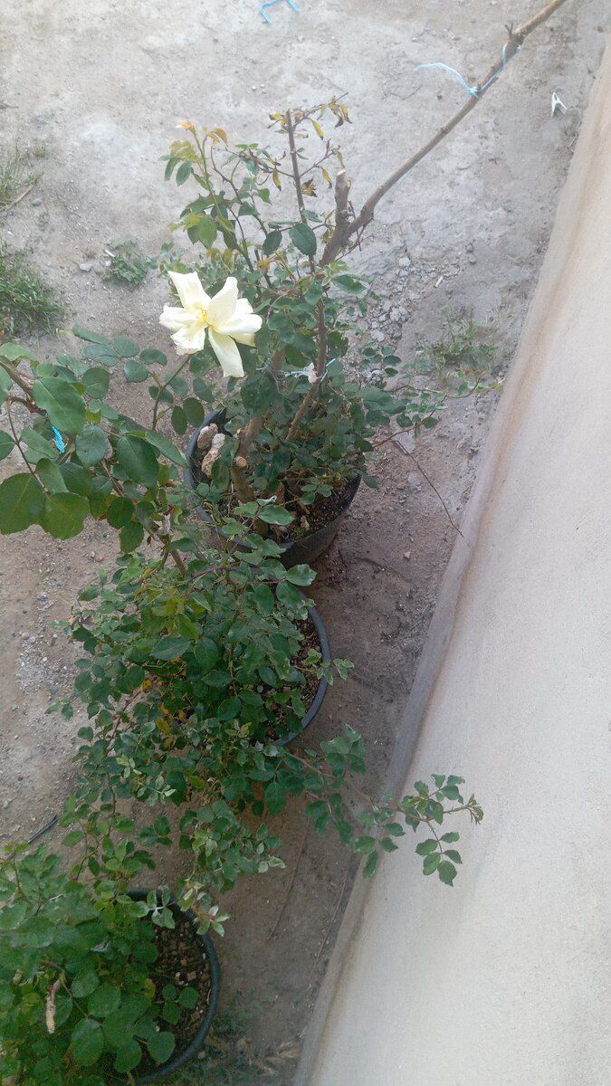 Güllər — Bitkilər, Bakı (9)