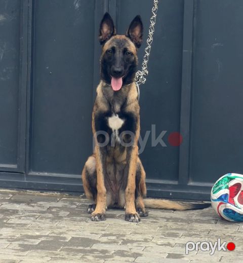 Alman ovçarkası — Bakı