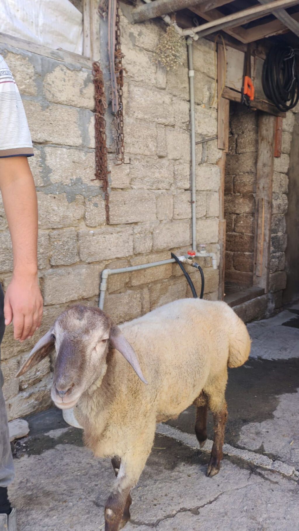Tam sağlam 7-8 aylıq quzu satılır. Sırf təbii arpa və otla beslenib — Digər heyvanlar, Bakı (8)