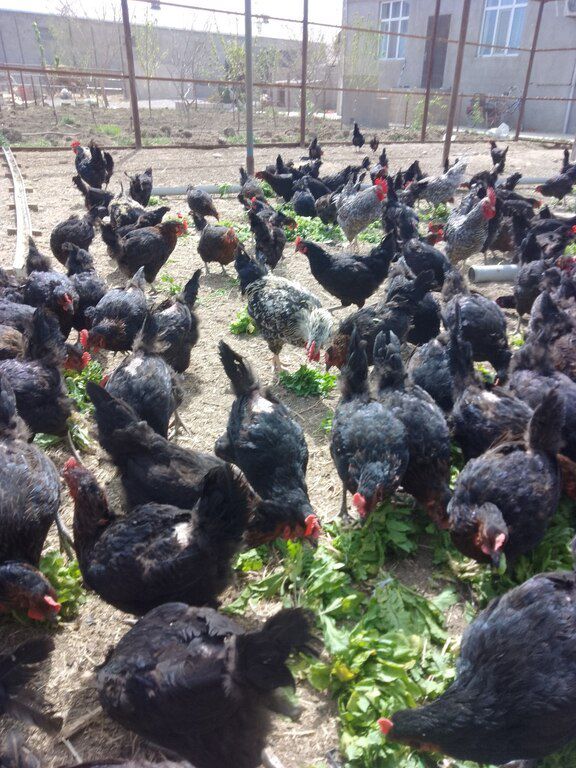 Xarkov, Ataks toyuqlarının mayalı yumurtaları — Quşlar, Bakı (3)
