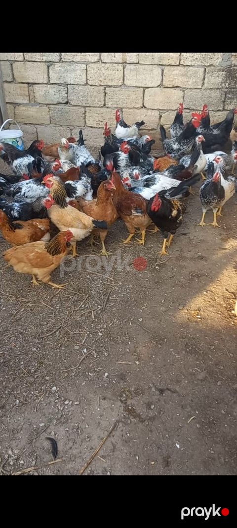 Toyuq, Damazlıq, Ünvandan götürmə — Novxanı