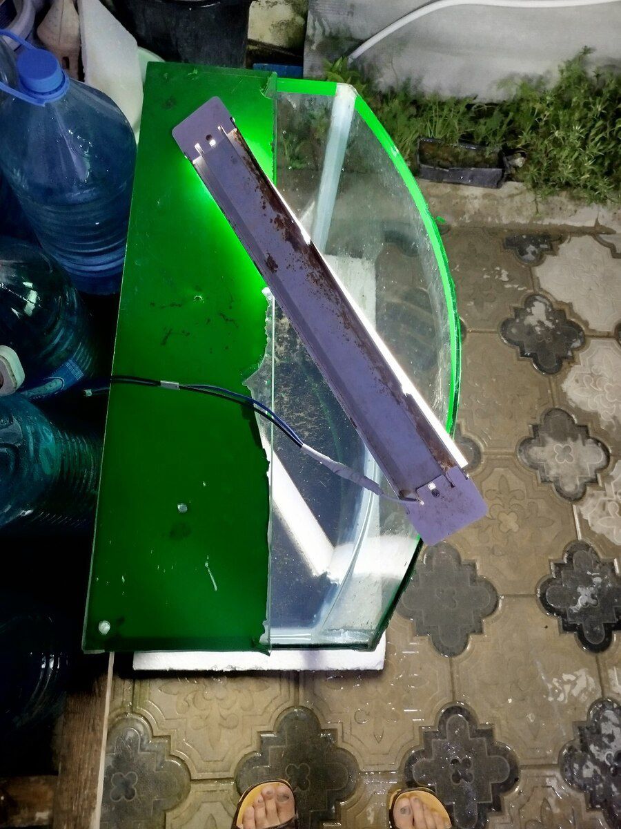 Akvarium — Akvariumlar və balıqlar, Bakı (7)