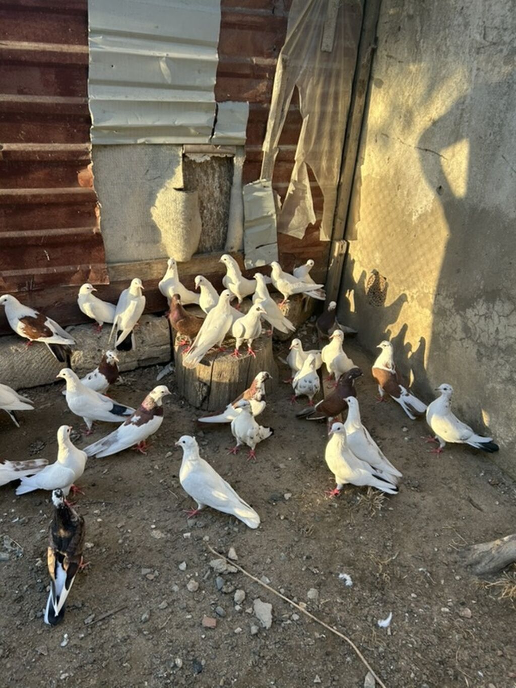 Salam hamsi 4 cut quwdan toremedi tergzlr 32 dene heyvandi tek satlmr — Göyərçin, Bakı (10)