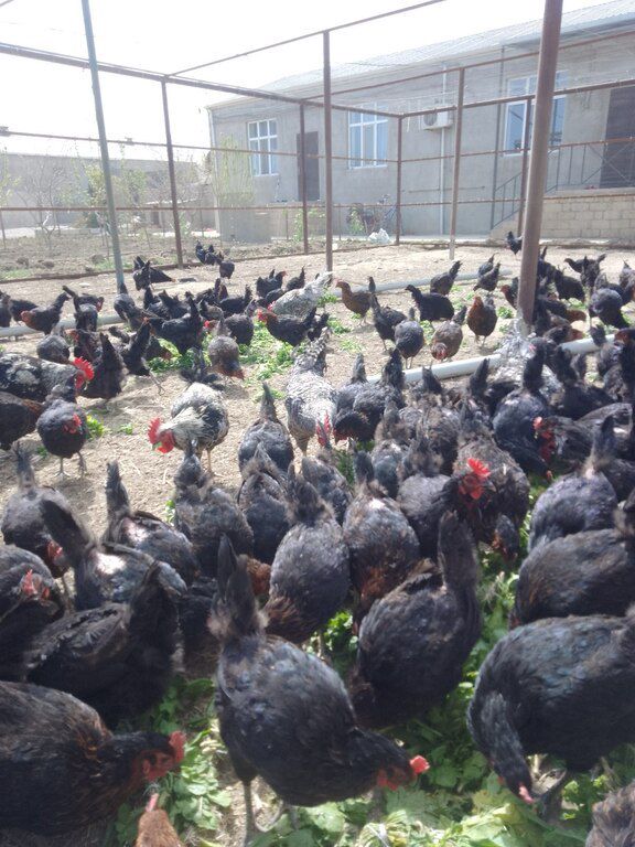 Xarkov, Ataks toyuqlarının mayalı yumurtaları — Quşlar, Bakı (6)