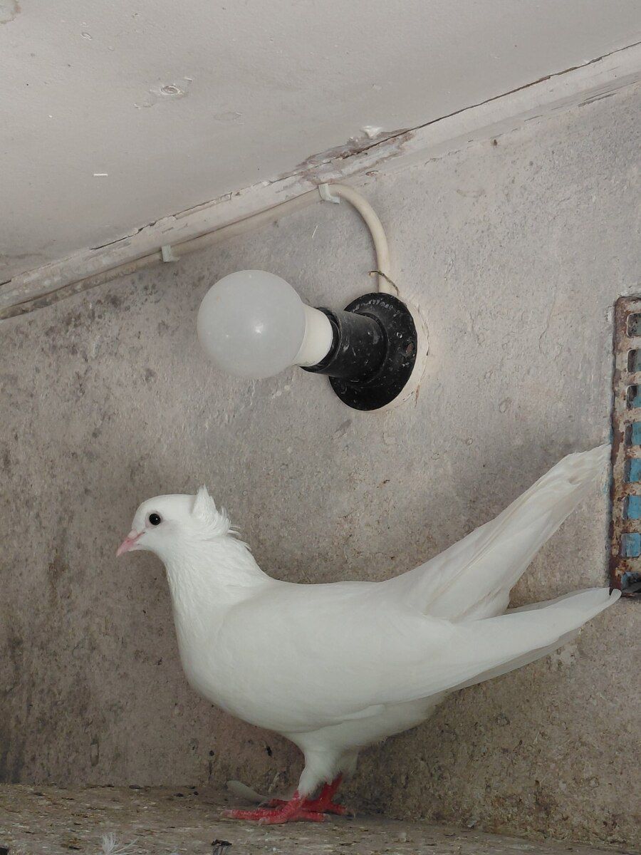 Göyərçinlər — Quşlar, Bakı (7)