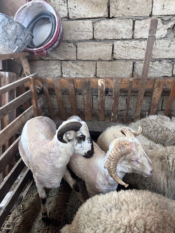 Quzu və qoyun — Kənd təsərrüfatı heyvanları, Bakı (4)