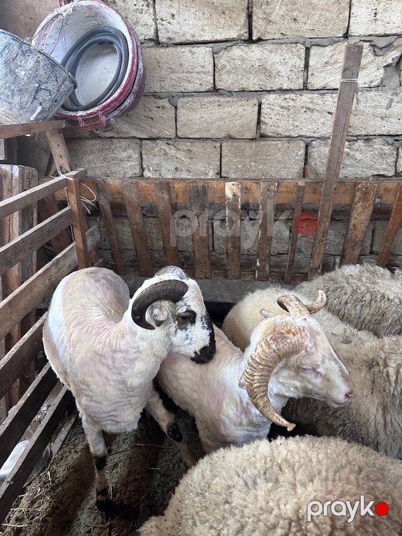 Quzu və qoyun — Kənd təsərrüfatı heyvanları, Bakı (4)
