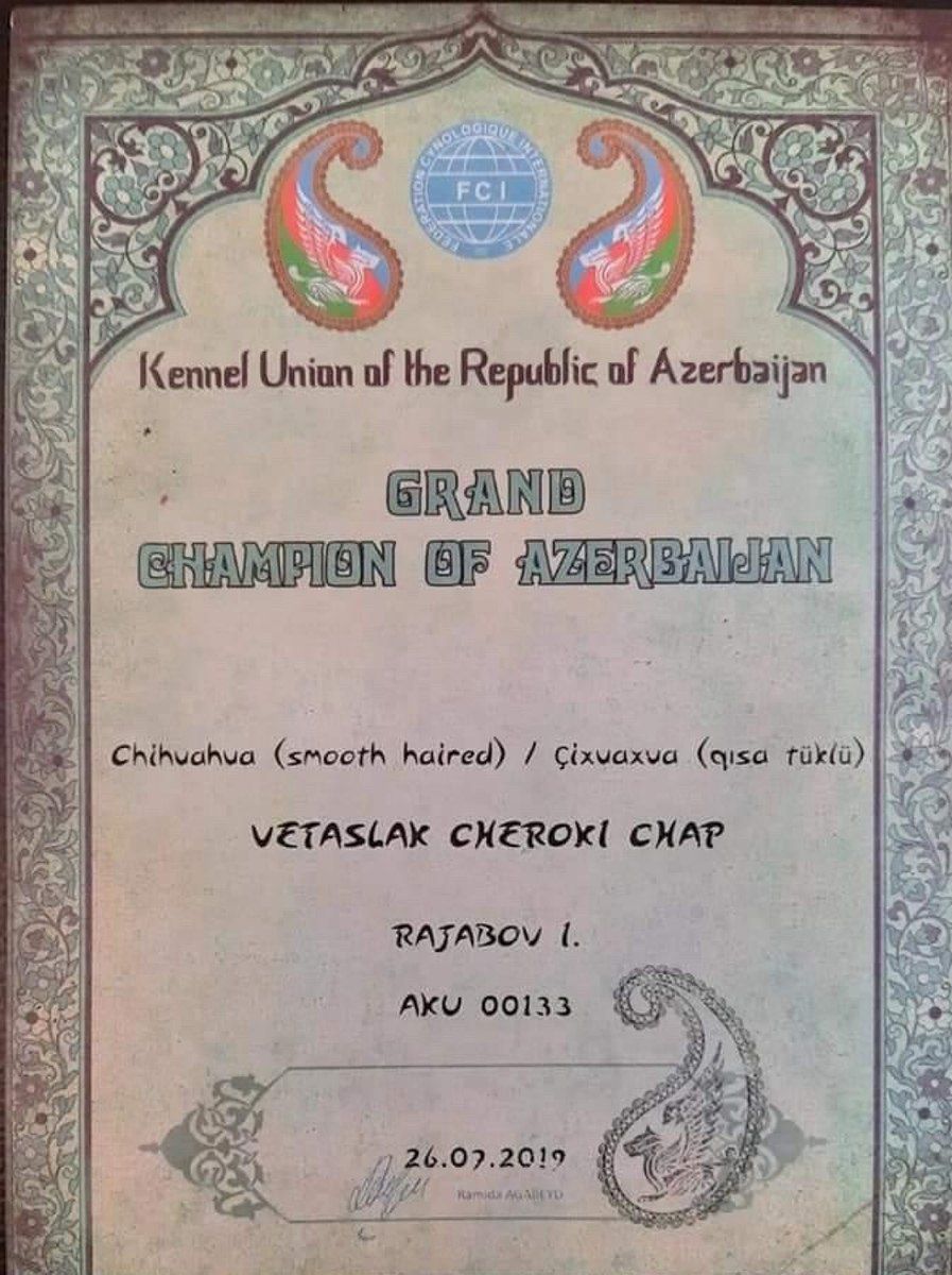 Чихуахуа для вязки — Köpəklər, Bakı (6)
