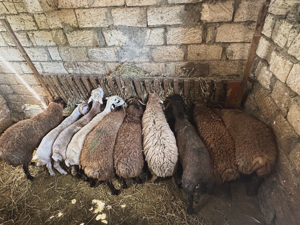 Quzu və qoyun — Kənd təsərrüfatı heyvanları, Bakı (6)