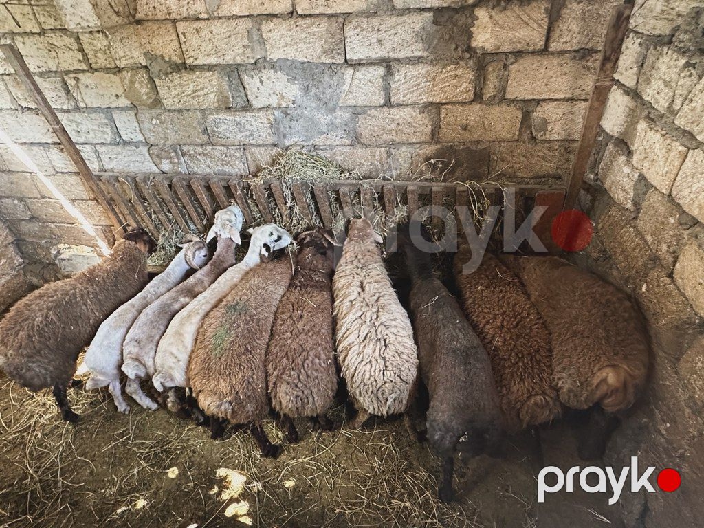 Quzu və qoyun — Kənd təsərrüfatı heyvanları, Bakı (6)