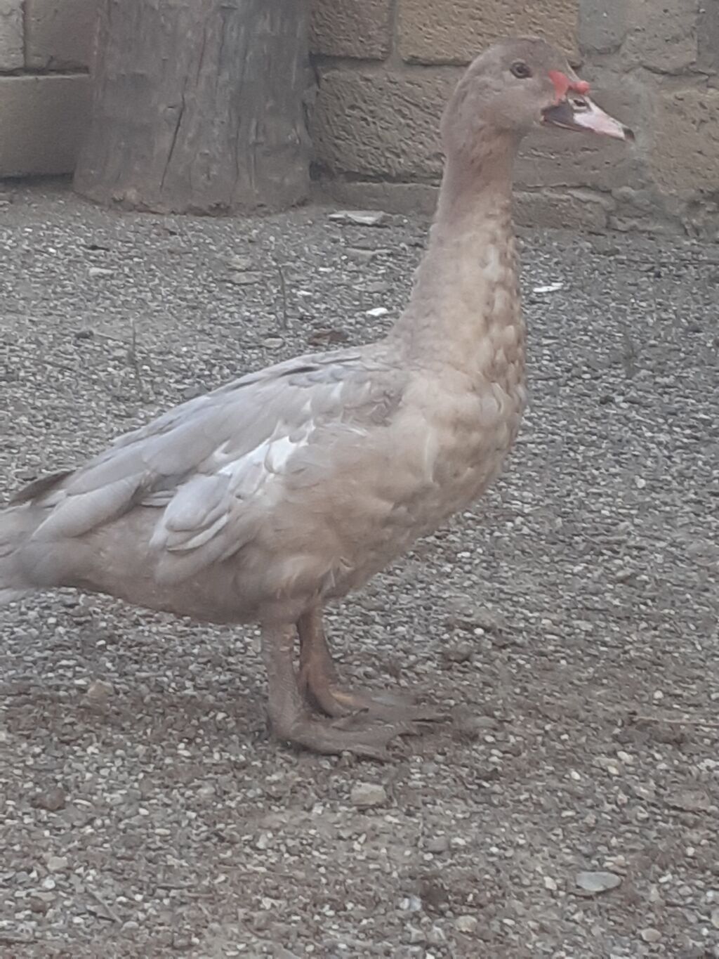 Erkek ordekler 30 man aglar (pekin) biri 8 man. diri cekileri 1kg — Digərləri, Xırdalan (4)