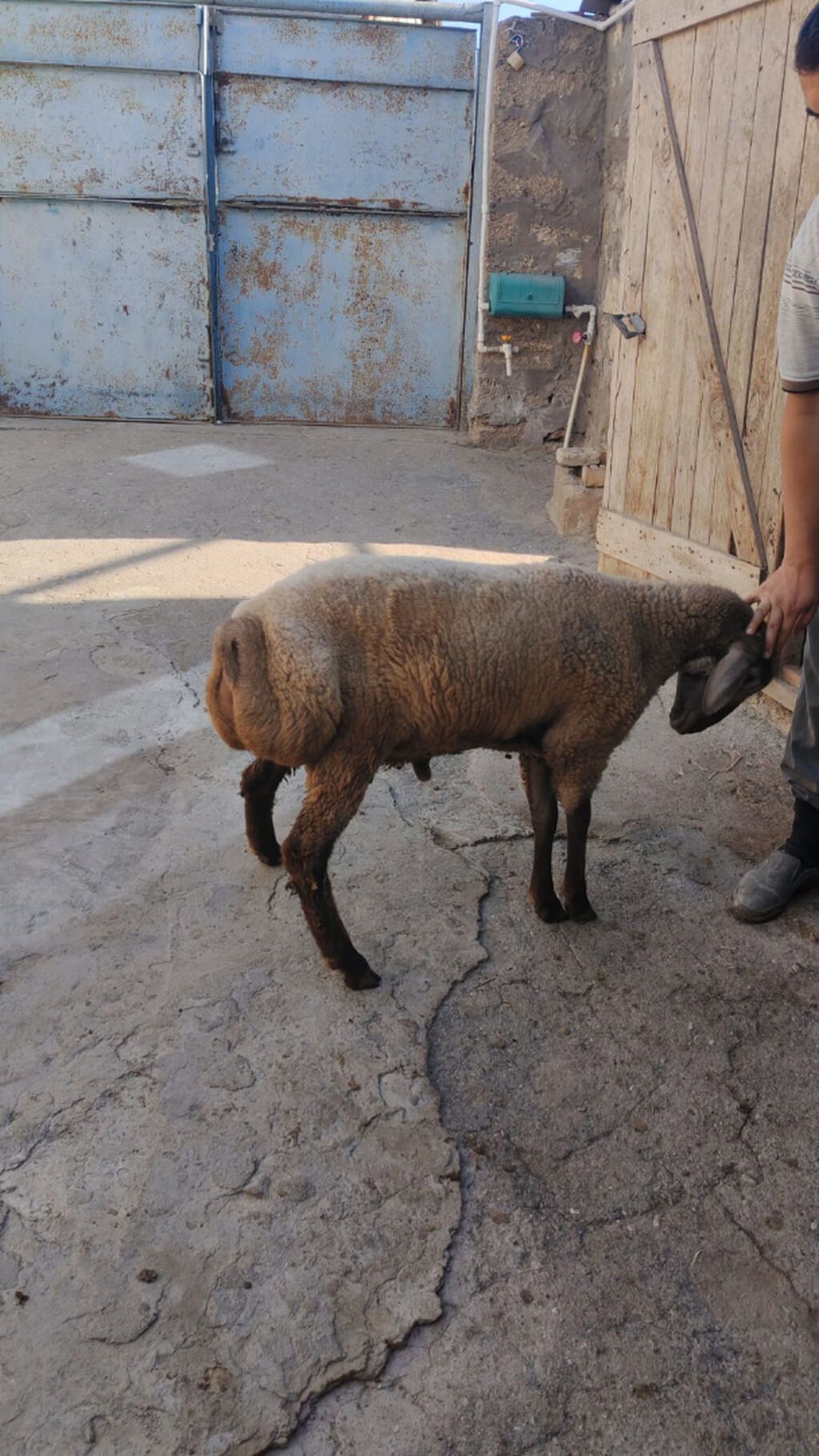 Tam sağlam 7-8 aylıq quzu satılır. Sırf təbii arpa və otla beslenib — Digər heyvanlar, Bakı (6)