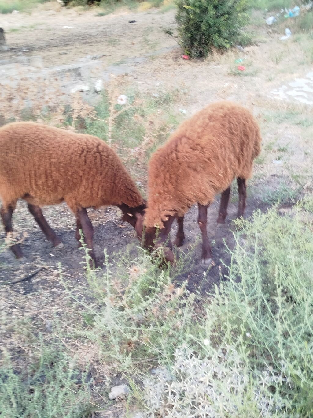 Qoyun sürüsü – yerli quyruqlu cins - Cins: Quyruqlu (yağlı quyruq) — Kənd təsərrüfatı heyvanları, Digah (3)