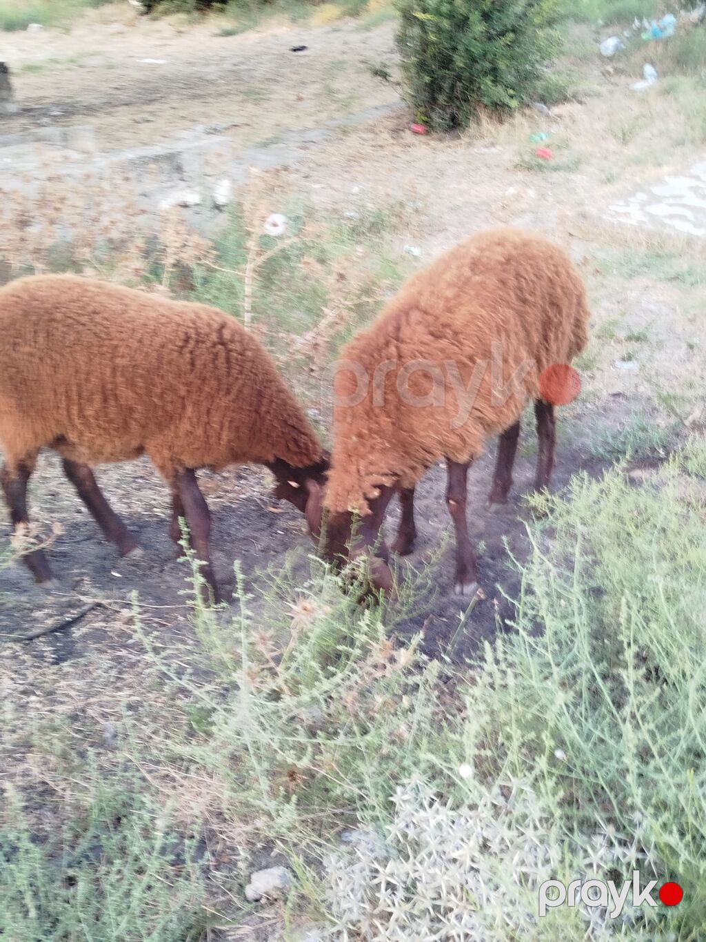Qoyun sürüsü – yerli quyruqlu cins - Cins: Quyruqlu (yağlı quyruq) — Kənd təsərrüfatı heyvanları, Digah (3)