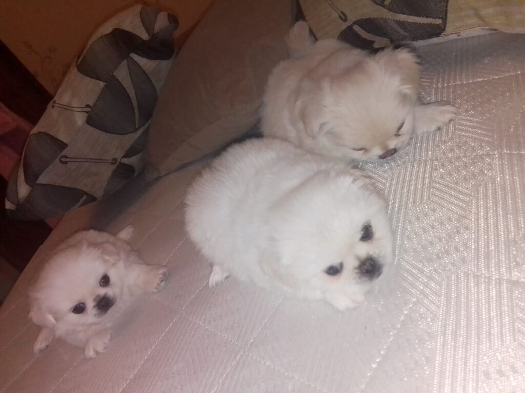 Pekines — Köpəklər, Bakı (7)