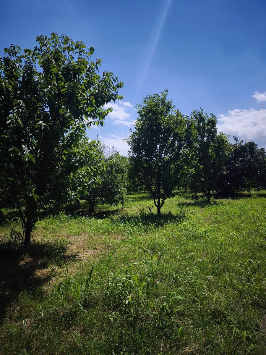 102 sot torpaq sahəsi, Xaçmaz r — Torpaq, Xaçmaz (5)