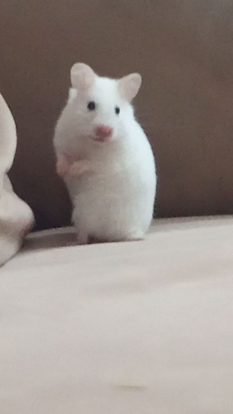 Tək özü 5 manatdi hamster üçün plastik qab su qabi hamsterin özü ilə — Digah