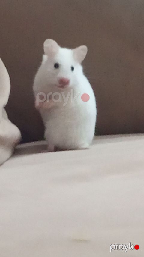 Tək özü 5 manatdi hamster üçün plastik qab su qabi hamsterin özü ilə — Digah