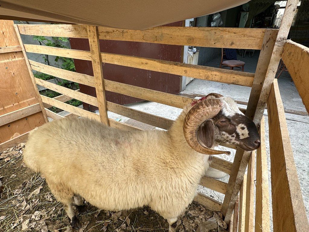Quzu və qoyun — Kənd təsərrüfatı heyvanları, Bakı (5)