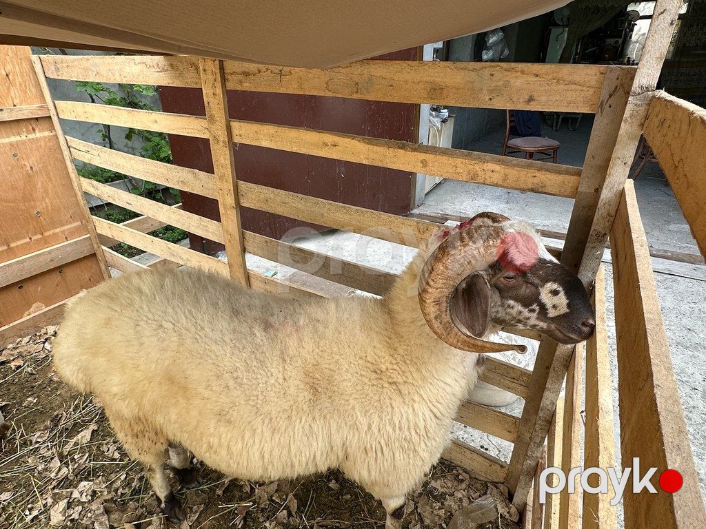 Quzu və qoyun — Kənd təsərrüfatı heyvanları, Bakı (5)