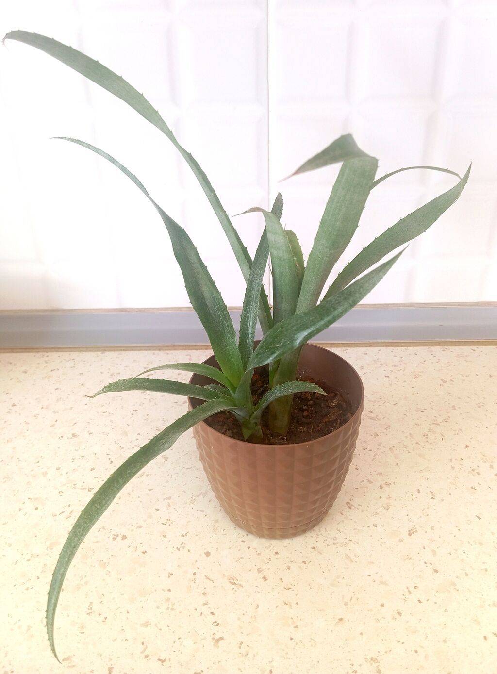 Bulbergia nutant – digər adı "Kraliçanın göz yaşları" Dekorativ — Qapı bitkələri, Bakı (2)