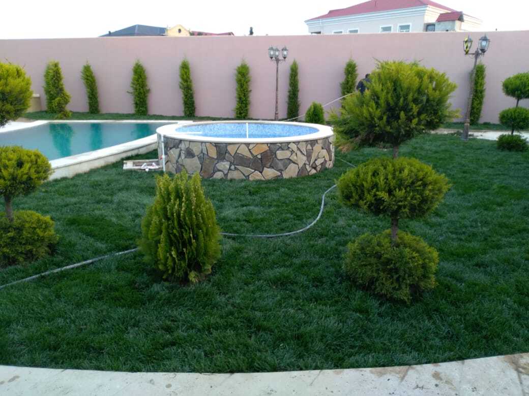Qazon — Bitkilər, Bakı
