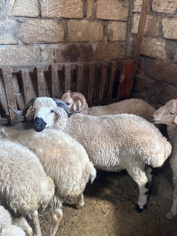 Quzu və qoyun — Kənd təsərrüfatı heyvanları, Bakı (9)