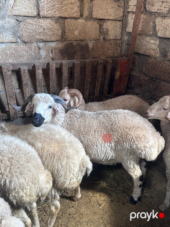 Quzu və qoyun — Kənd təsərrüfatı heyvanları, Bakı (9)