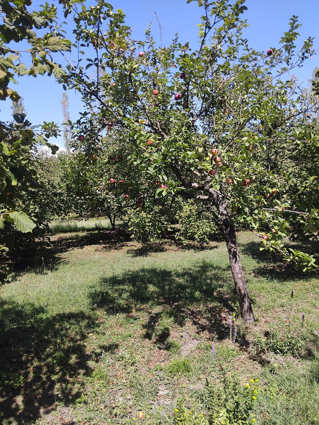 Satılır torpaq 40 sot — Torpaq, Qəbələ (7)