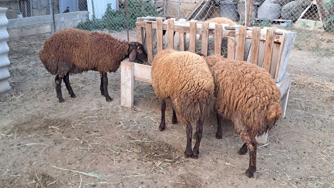 Qala quzuları — Kənd təsərrüfatı heyvanları, Bakı (7)