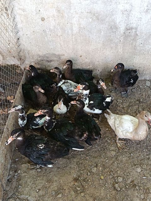 Lal ördəkdi lavanda zümrüd və yerli lal ordek di 2 gunlukde yanimizda — Sumqayıt