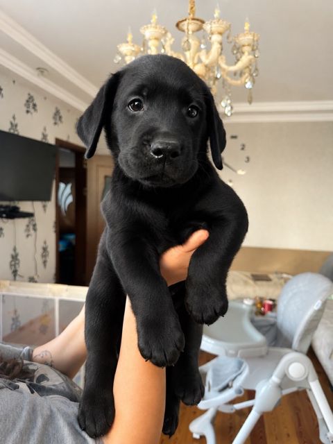 Labrador Retriver balaları — Bakı