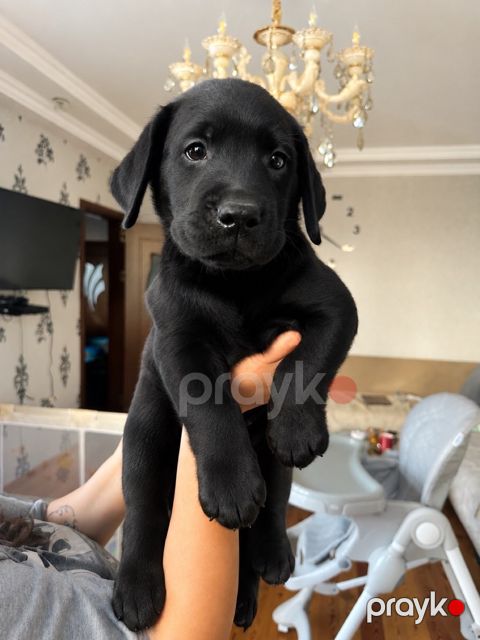 Labrador Retriver balaları — Bakı