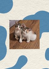 Котенок в добрые руки — Pişiklər