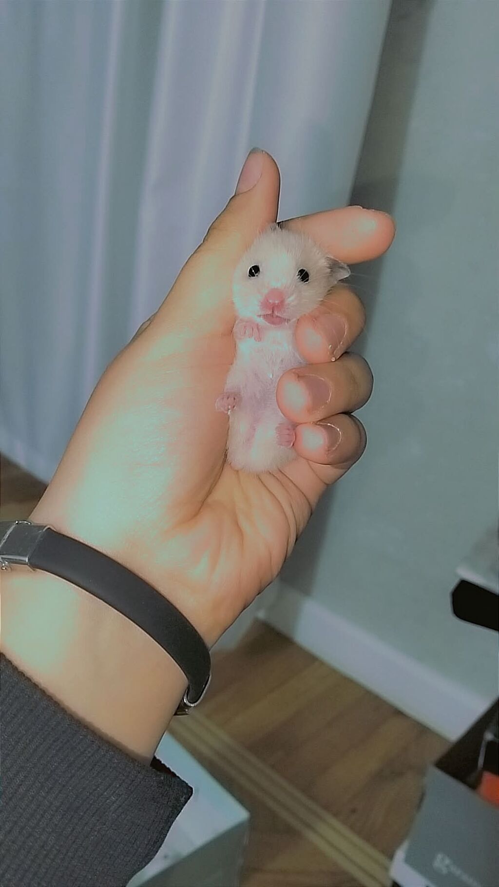 7 bala və 1 böyük hamster satılır. Qəfəs yalnız böyük hamsterlə — Kəmiçilər, Bakı (7)