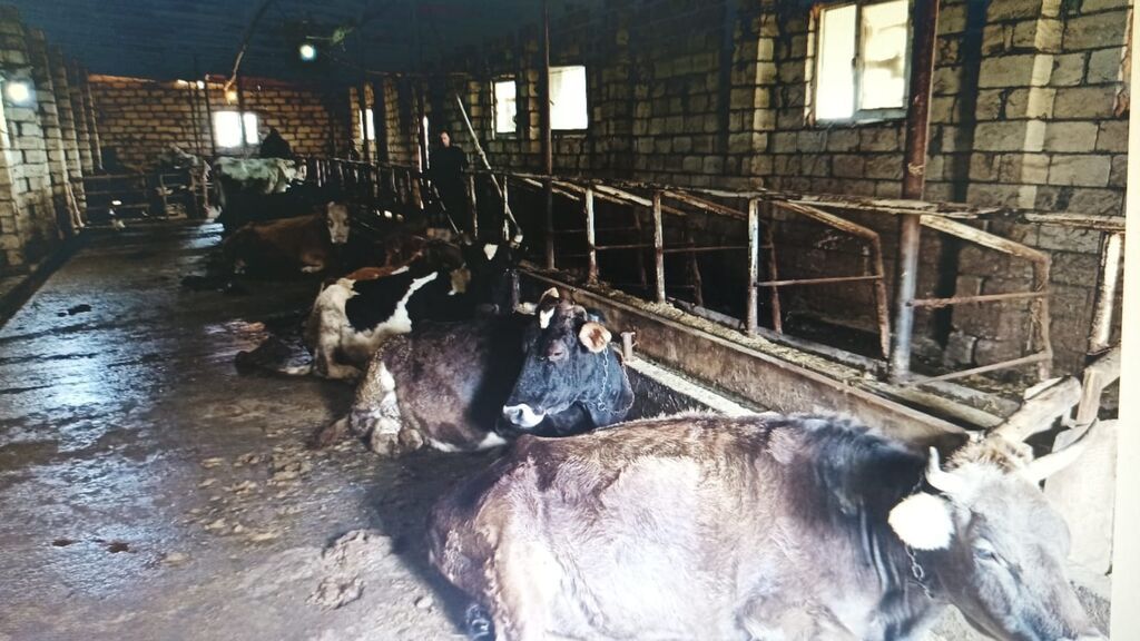 Ferma hazır ıstıfadeye yararlı hec bır xerc teleb etmır umumılıkde 4 — Əmlak, Kürdəmir (8)