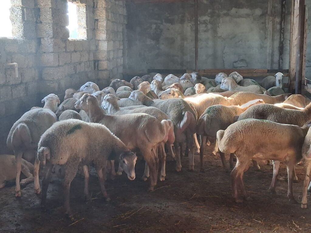 Quzu.Erkək super kök quzular.Diri çəkisi 9 AZN.Beyləqan cinsidir. 3-4 — Kənd təsərrüfatı heyvanları, Digah (4)