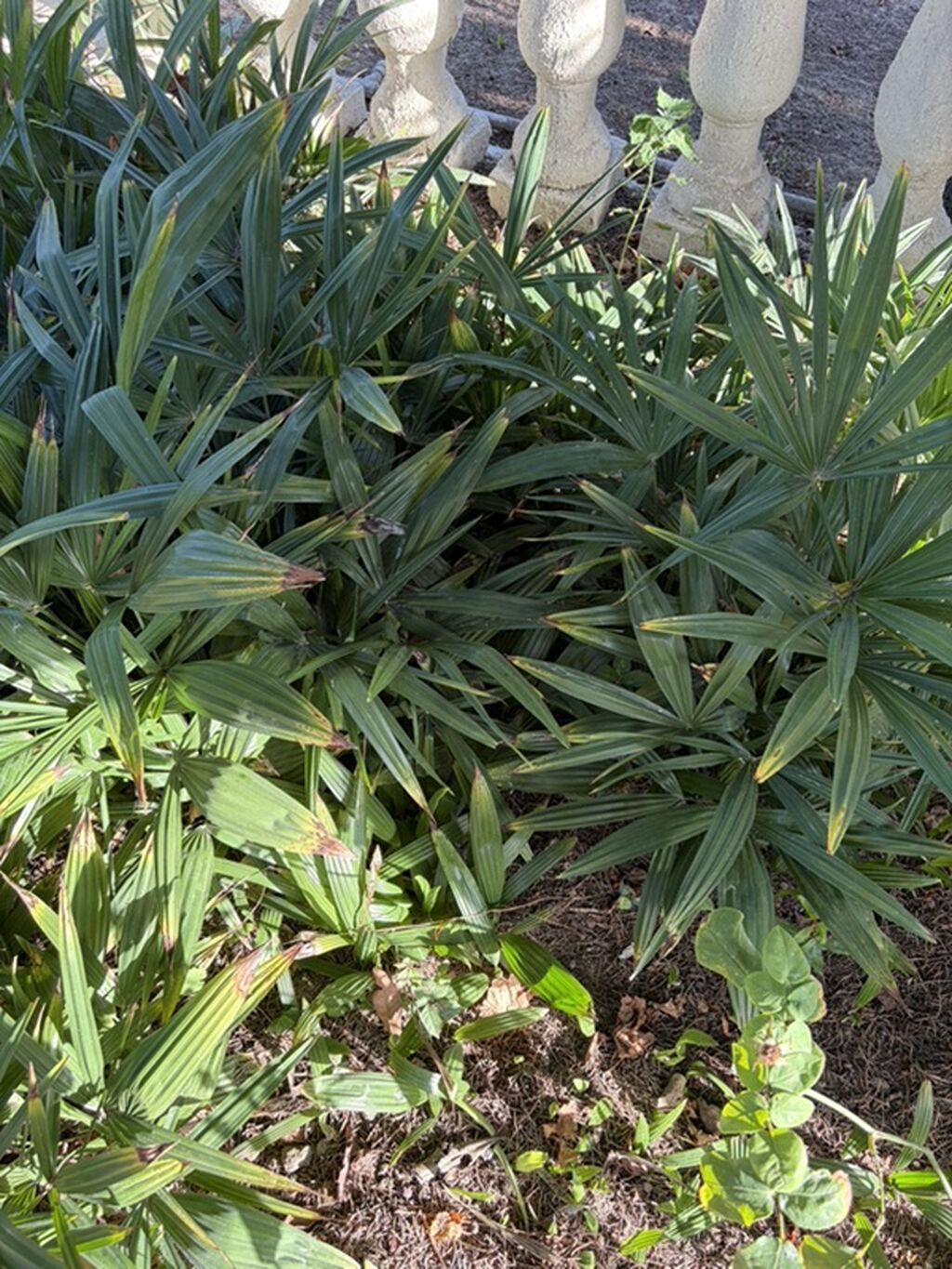 Palma (waşinqton) tingleri satilir.500 yaxin ting var — Qapı bitkələri, Digah (2)