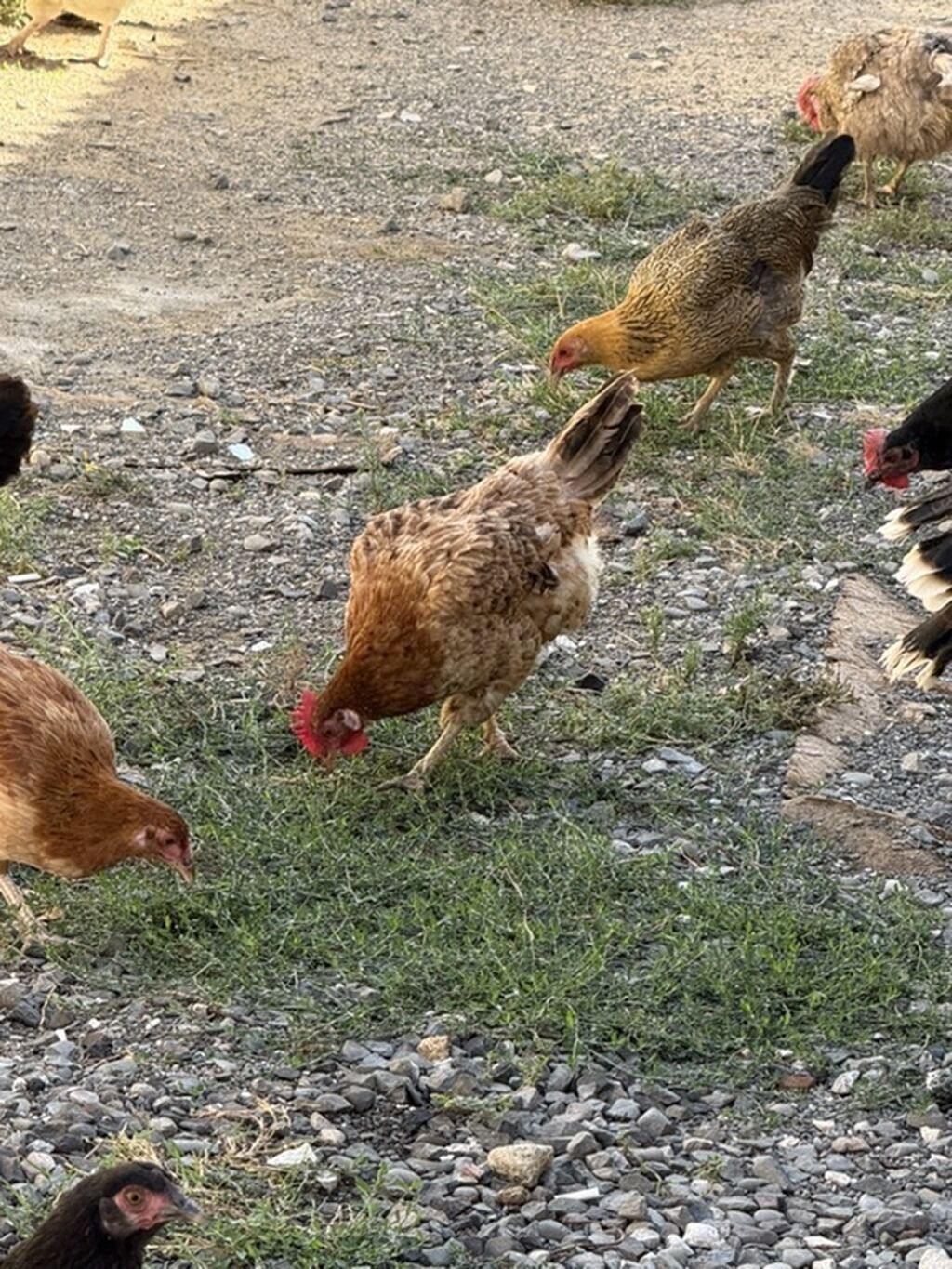 Məhsul: Qarışıq cins ev quşları sürüsü Təsvir: - Şəkillərdə müxtəlif — Toyuq və xoruz, Digah (7)