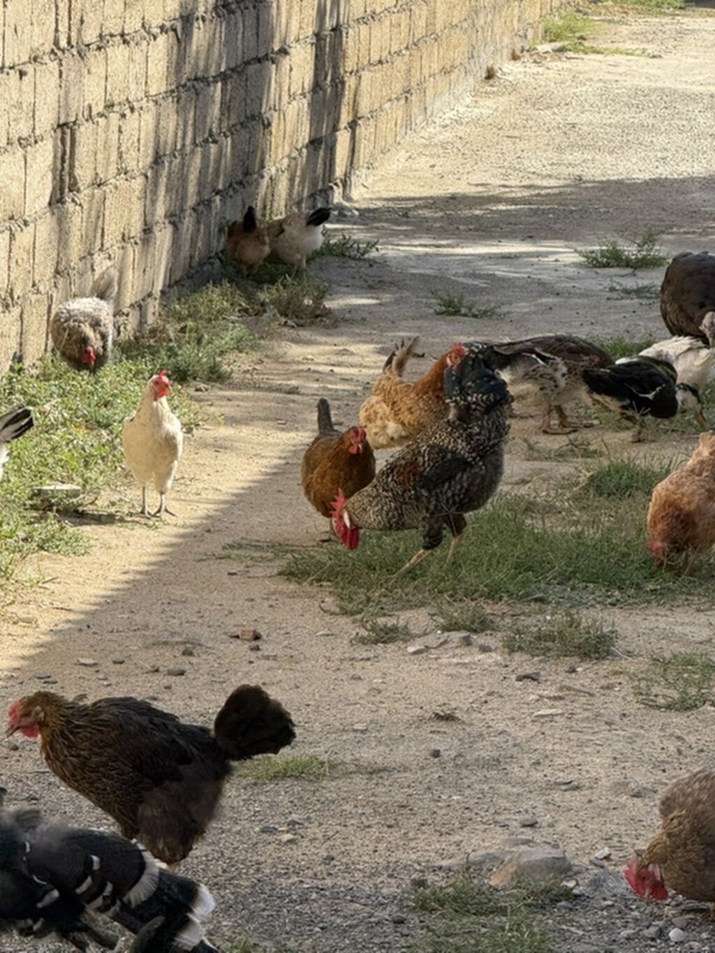 Məhsul: Qarışıq cins ev quşları sürüsü Təsvir: - Şəkillərdə müxtəlif — Toyuq və xoruz, Digah (3)